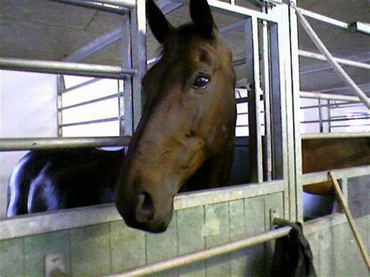 Dansk Varmblod Madness *SOLGT* - Madness i sin box på Esbjerg SportsRidecenter. billede 11