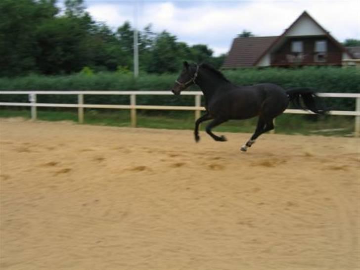 Dansk Varmblod Madness *SOLGT* - Madness i Vejrup, kort efter Sara havde købt hende, hvor hun stadig har sine flotte muskler! billede 12