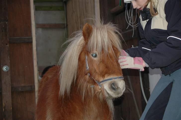 Shetlænder Peribell solgt - næsten klar billede 7