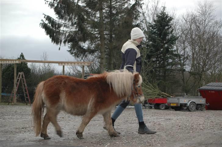 Shetlænder Peribell solgt - øver fremvisning billede 9