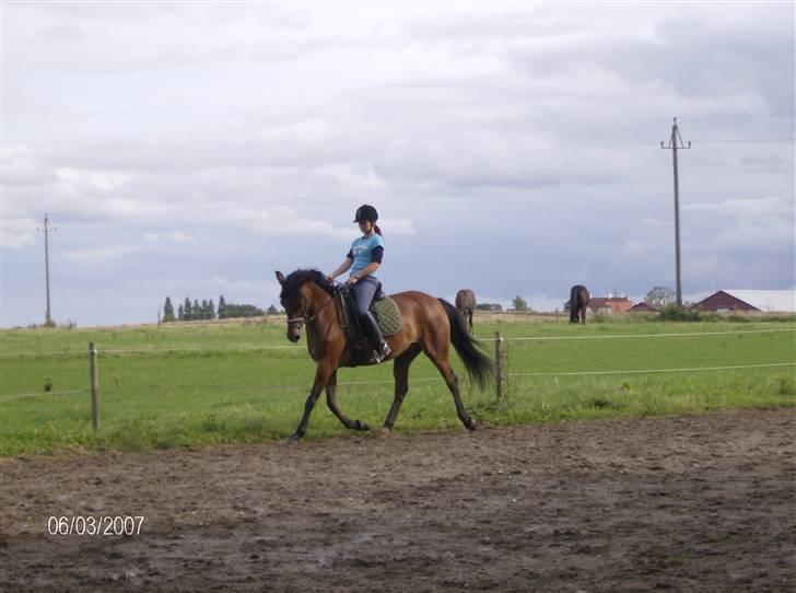 Tysk Sportspony Benjamin †100697-070808† billede 20