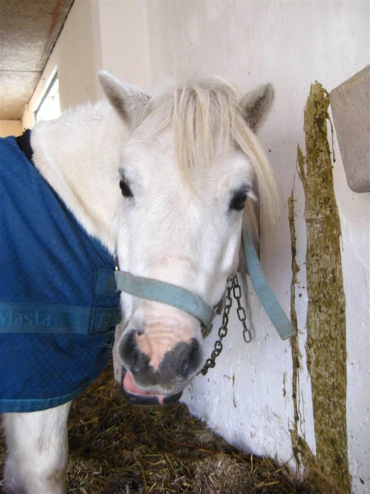 Shetlænder Onslow<3*død* - jamen haj skatter :D <3  billede 19