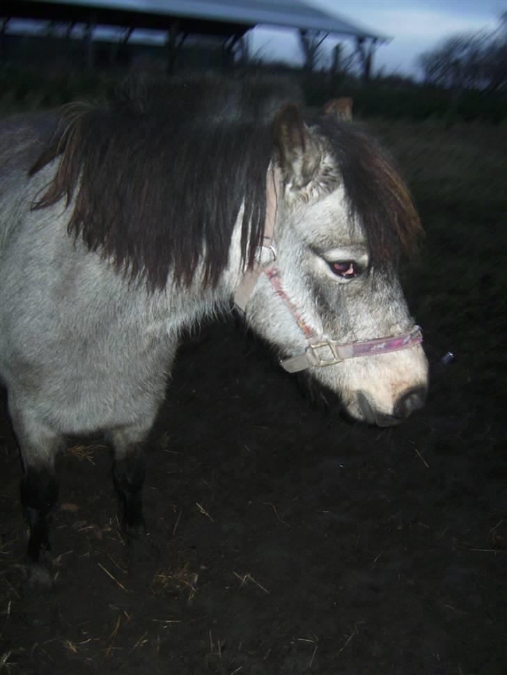 Welsh Pony (sec B) Jasmin *R.I.P* billede 8