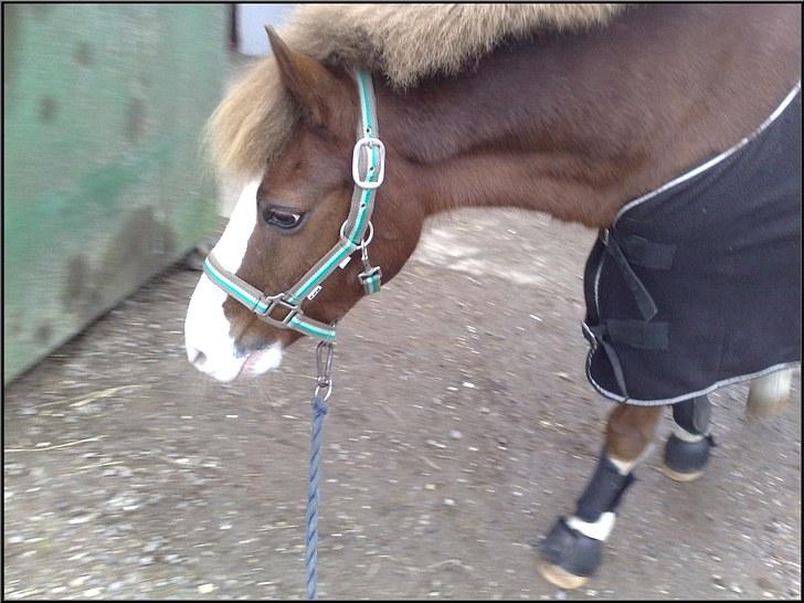 Welsh Mountain (sec A) - Jonathan  - Smukke Jonathan. Foto: Mig. billede 20