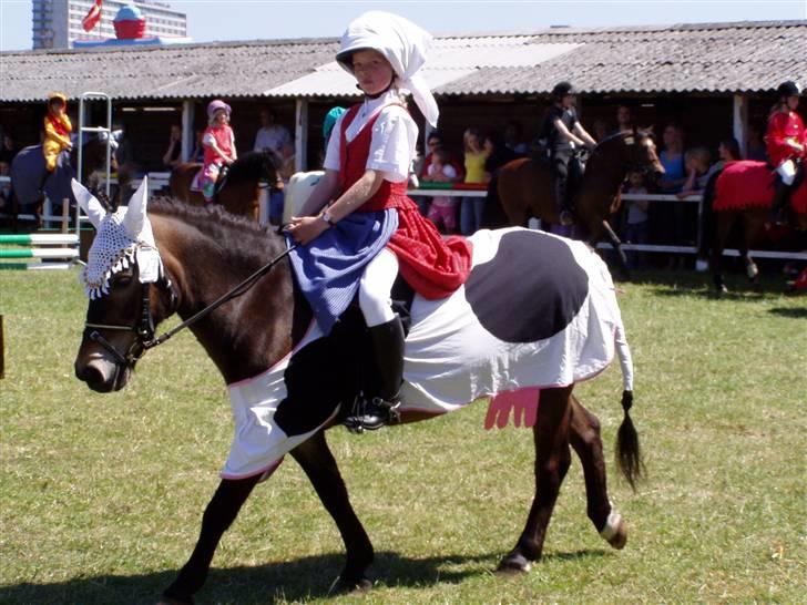 Anden særlig race Lukas - Lukas som ko billede 8
