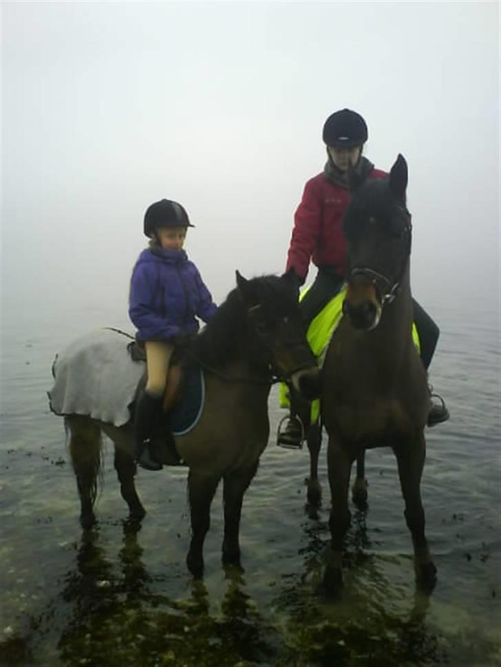 Anden særlig race Lukas - Hunter & Lukas ude i vandet:D billede 9