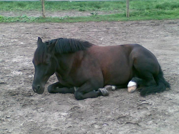 New Forest Olympic Concorde - vi tager os lige en lille lur billede 19