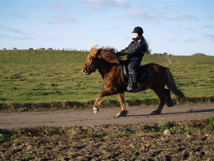 Islænder Tói fra Hem billede 6