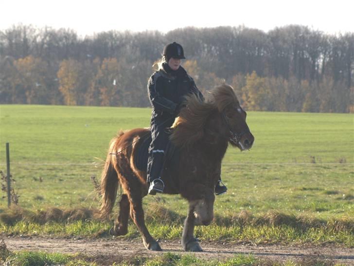 Islænder Tói fra Hem billede 7