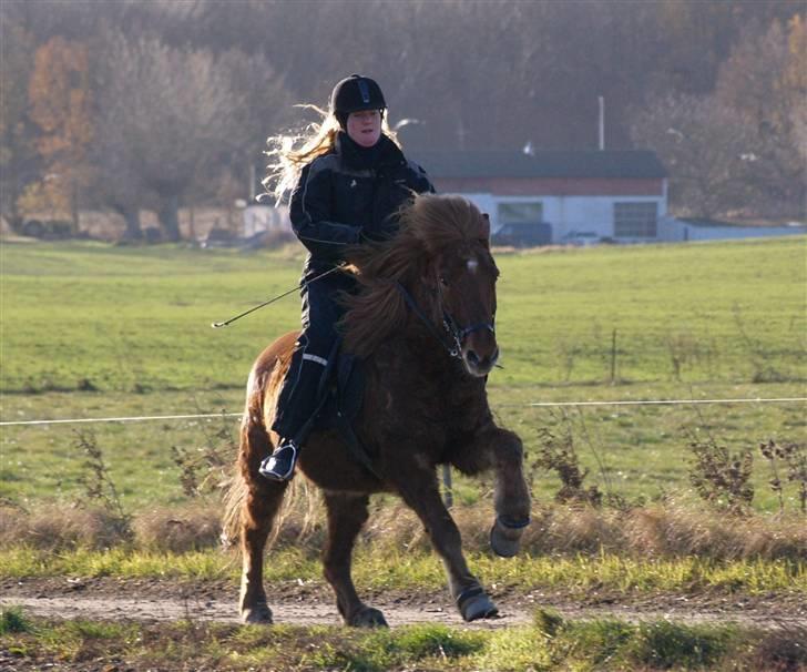 Islænder Tói fra Hem billede 8