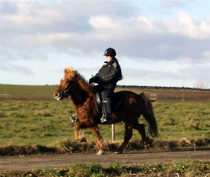 Islænder Tói fra Hem billede 9