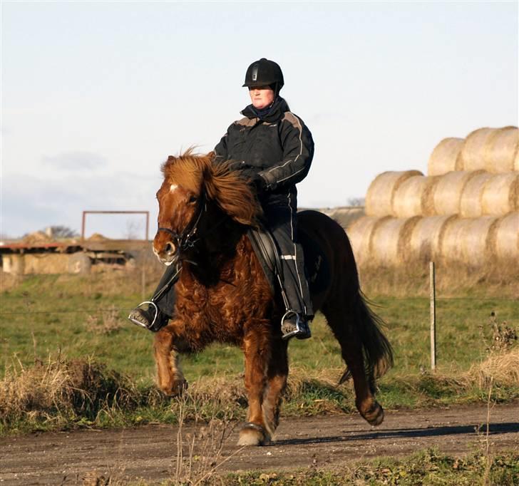 Islænder Tói fra Hem billede 10