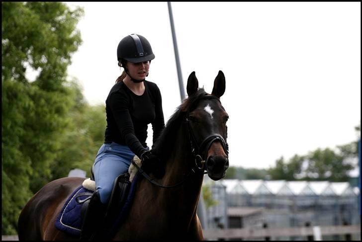 Hollandsk Varmblod Wild Rose - Solgt billede 1