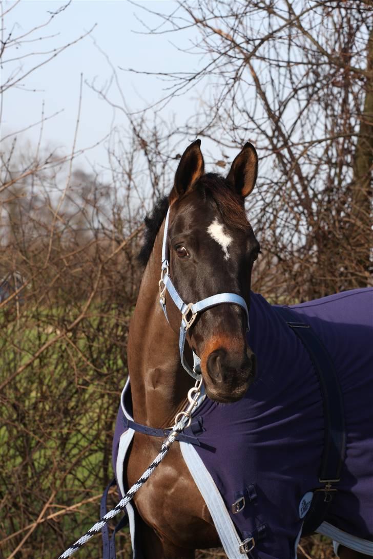 Hollandsk Varmblod Wild Rose - Solgt billede 2