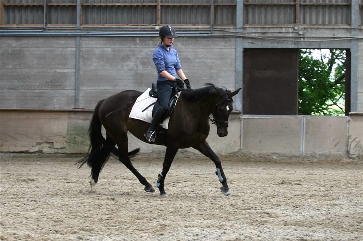 Hollandsk Varmblod Wild Rose - Solgt - Dressur Træning d. 17/07-08 billede 3