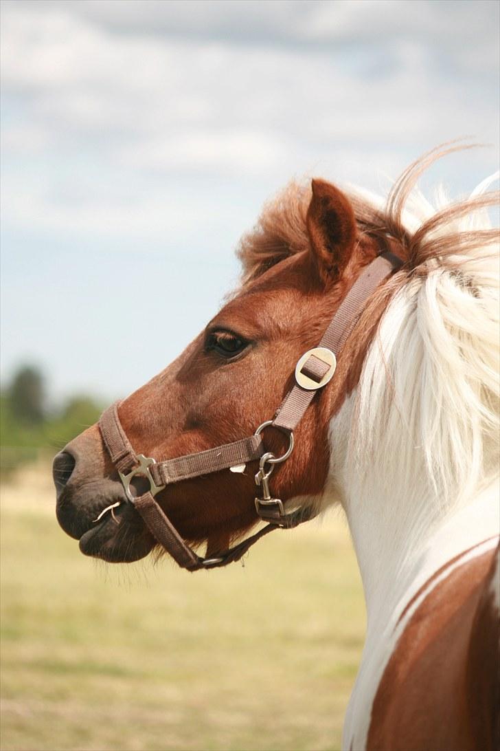 Shetlænder Pony Margrethe  - Foto: Pernille Carlsen billede 18