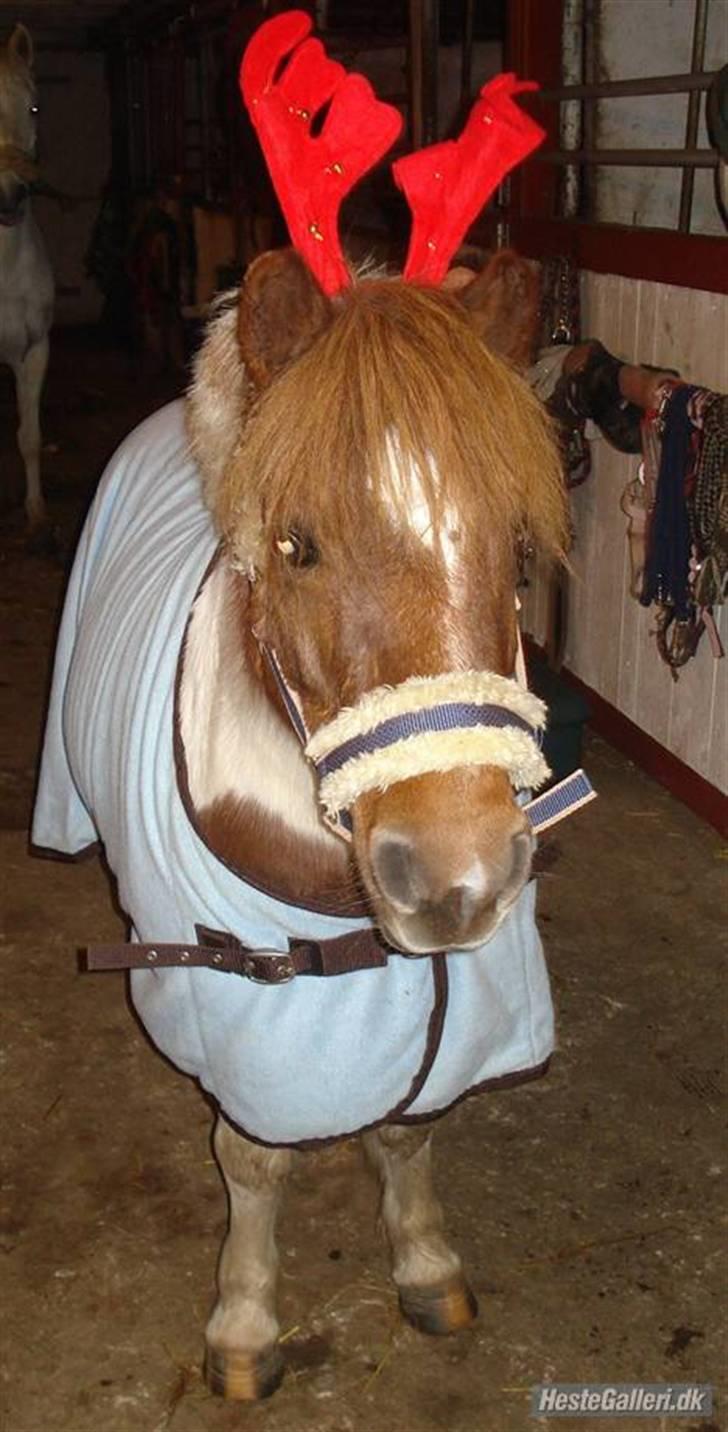 Shetlænder Pony Margrethe  billede 20