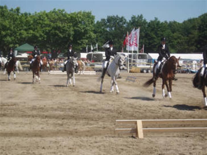 Welsh Partbred (Sec F) Lyngvejens Kenzo *SOLGT* - Smukke Kenzo og mig rider kvadrillie på Roskilde dyrskue, sammen med nogle af de andre fra MSR (traversade) den sidste skimmel er os:)   Billedet er taget i 2007 billede 16