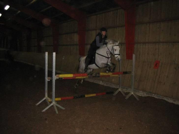 Anden særlig race Lykkelundens Moon Magic  - Gille springer ca. mb-ma med githa:D<3 billede 15