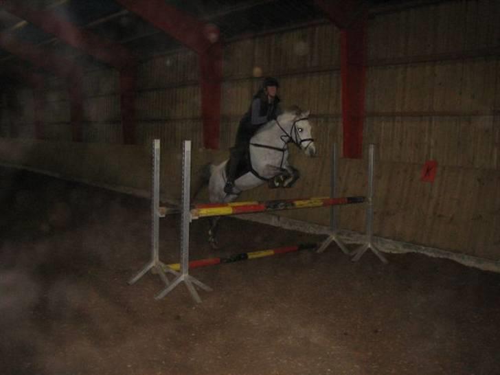 Anden særlig race Lykkelundens Moon Magic  - Githa springer på Magic<3:D billede 16