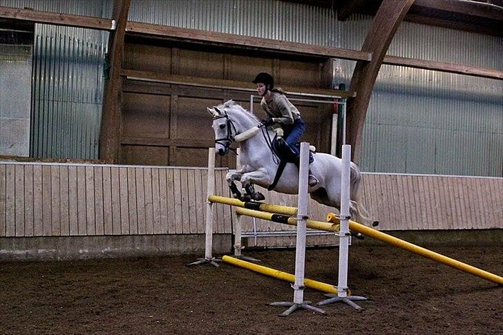 Welsh Partbred (Sec F) Lyngvejens Kenzo *SOLGT* - Billede taget af Katrine Zinck - Mig og Kenzo d. 6/2-2010 - Springer 110 oxe:) billede 17