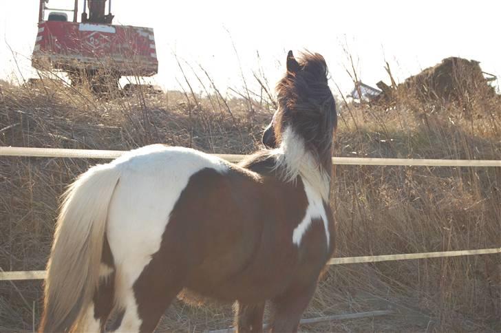 Irish Cob Mr. Pepper  - Skatten i Solen... Du min sol for altid peps <3 .. Taget af Mig.. billede 18