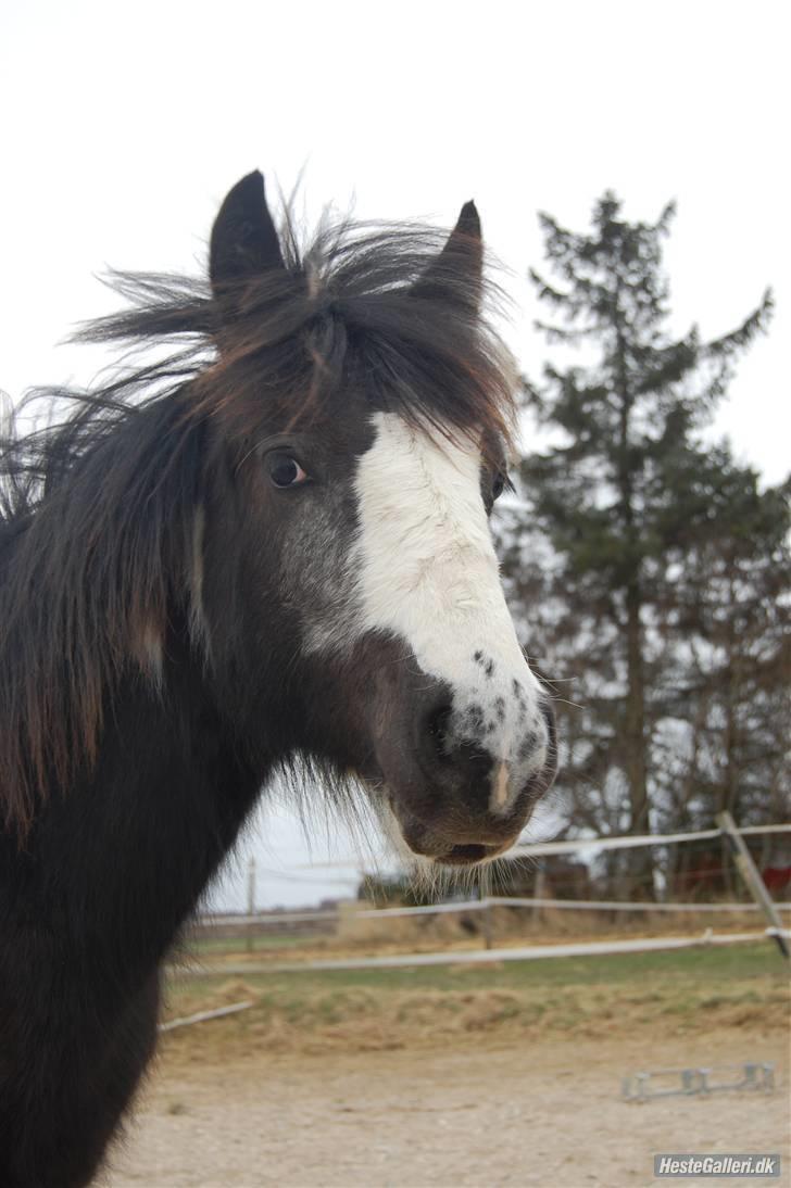 Irish Cob Mr. Pepper  - Den skønne Pepsii - dreng :b .. Taget af Mig.. billede 20