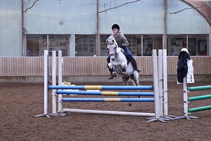 Welsh Partbred (Sec F) Lyngvejens Kenzo *SOLGT* - Billede taget af Katrine Zinck - Mig og Kenzo d. 6/2-2010 - springer 1 meter triblebar  :)  billede 19