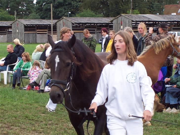 Welsh Cob (sec D) Lindbergs Dawn Impression - Impe til kåring billede 6