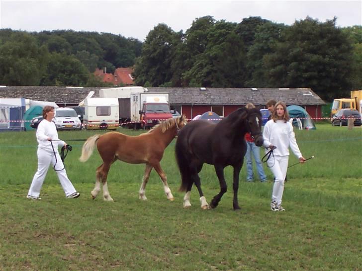 Welsh Cob (sec D) Lindbergs Dawn Impression - Kåring billede 7