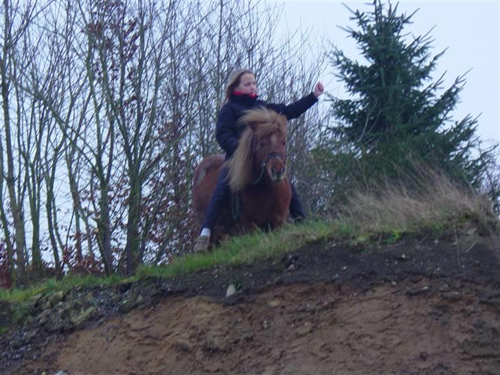 Shetlænder Lotte - Dronninger over hele verden:) billede 14