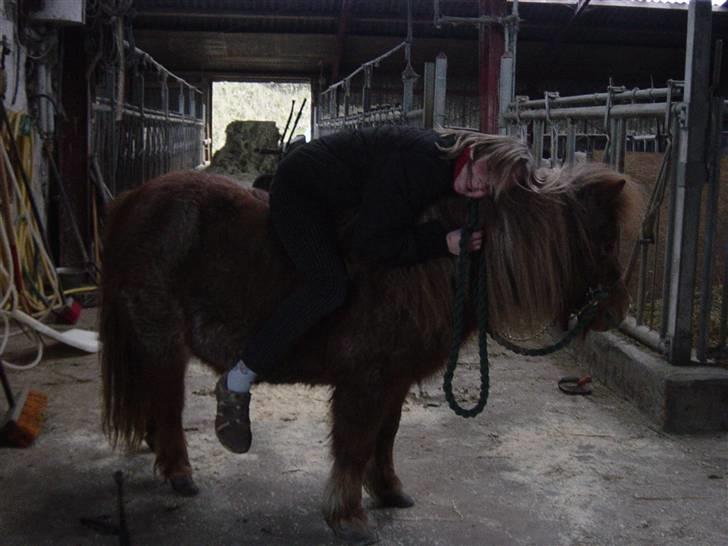 Shetlænder Lotte billede 15