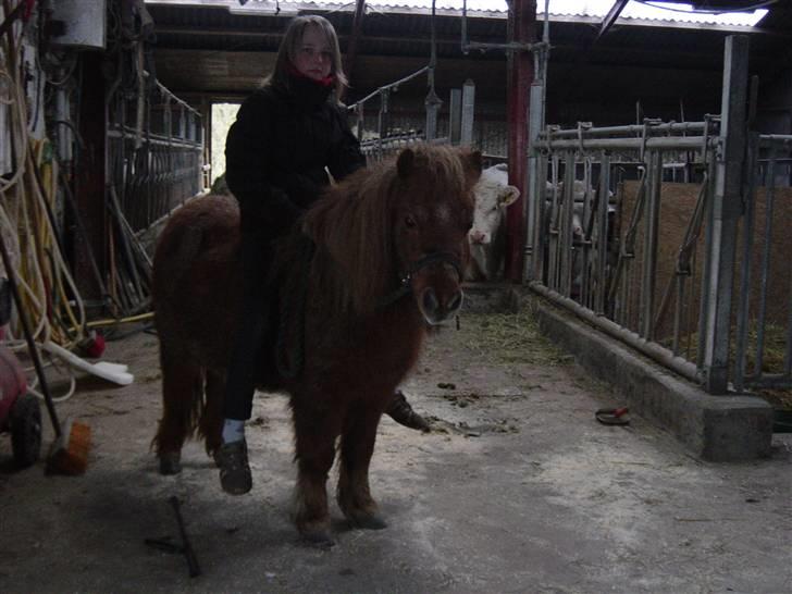 Shetlænder Lotte billede 16