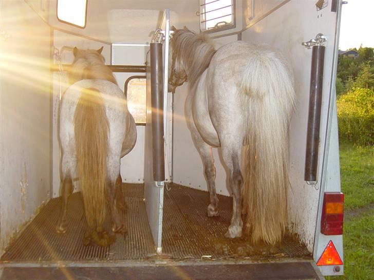 Shetlænder Lotte billede 17