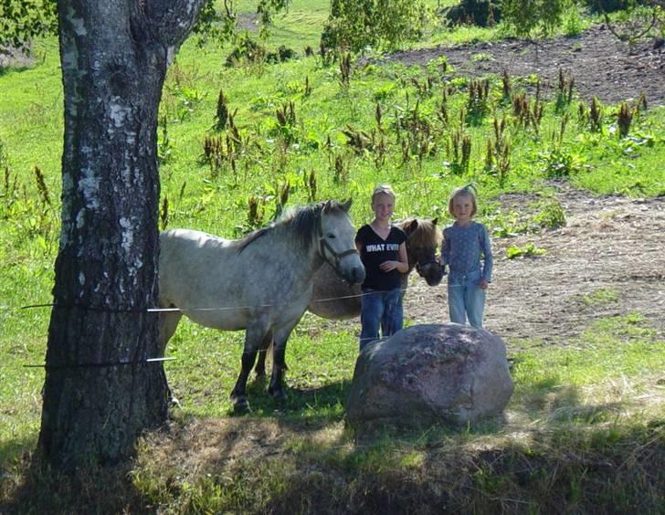 Shetlænder Lotte - Lotte er den bagerste!!! billede 18