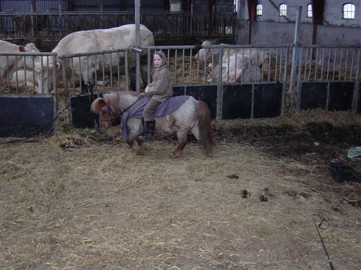 Shetlænder Lotte - UHHH DEN KAN GÅ SAMLET!!!! billede 19