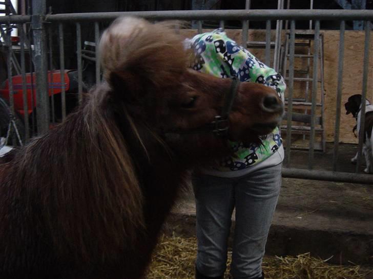 Shetlænder Lotte billede 20
