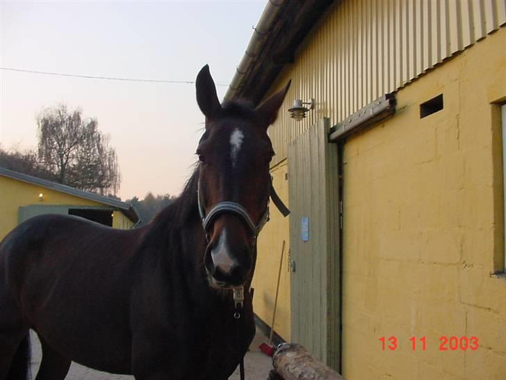 Anden særlig race Aicha billede 10