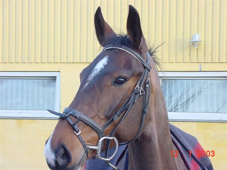 Anden særlig race Aicha billede 11