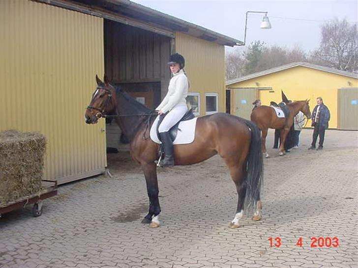 Anden særlig race Aicha billede 12