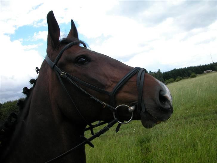 Anden særlig race Aicha billede 16