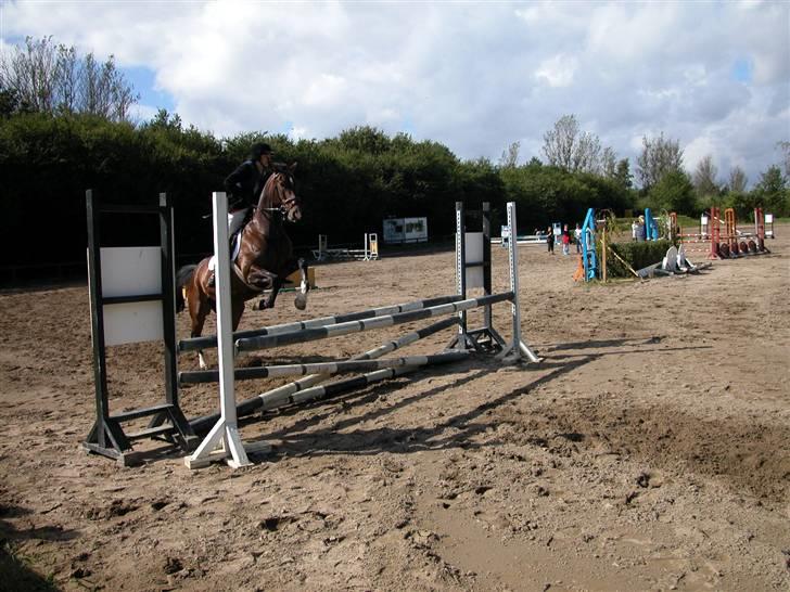 Anden særlig race Aicha billede 17