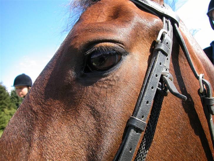 Anden særlig race Aicha billede 18