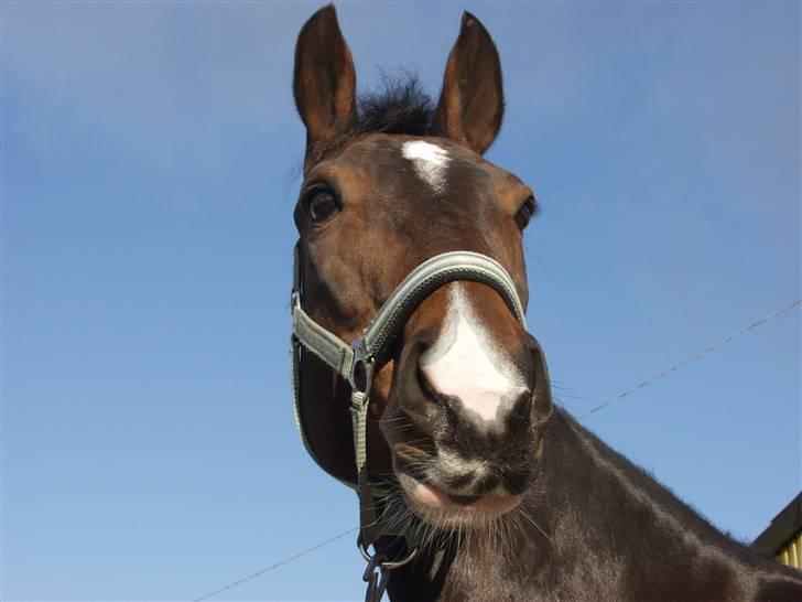 Anden særlig race Aicha billede 20