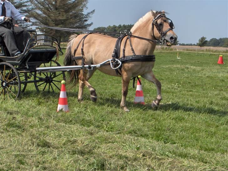Fjordhest Enghavegårds Fenja - Der er vinderen af brænderup stævnet :) min far der kører med hende billede 6