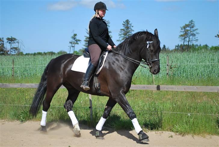 Oldenborg kantucky - dressur træning med den smukke kantucky billede 6