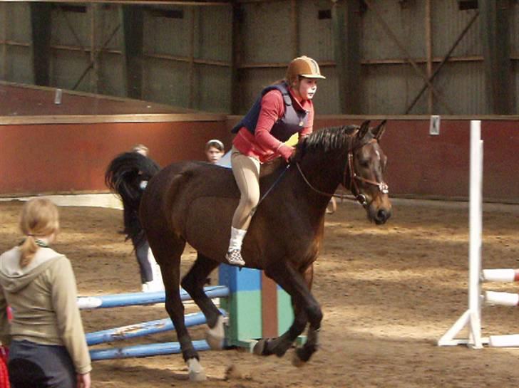 Anden særlig race Platinico billede 9