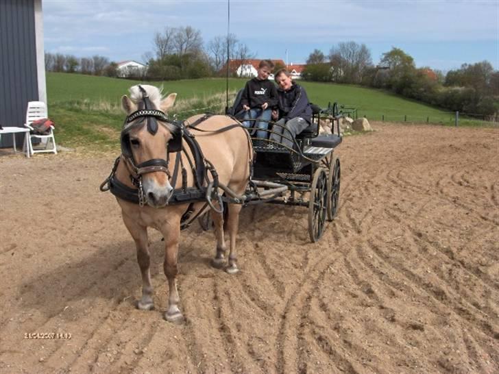 Fjordhest Enghavegårds Fenja - min lillebror og en ven sidder på vognen :) billede 7
