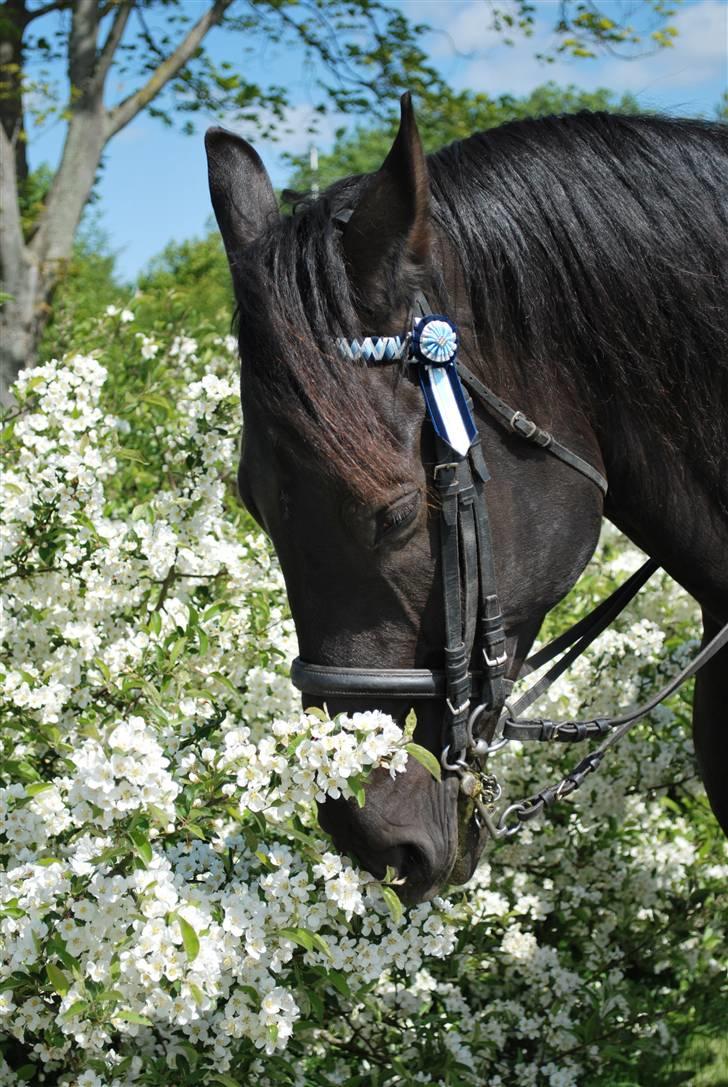 Oldenborg kantucky - lækker ikke? billede 7