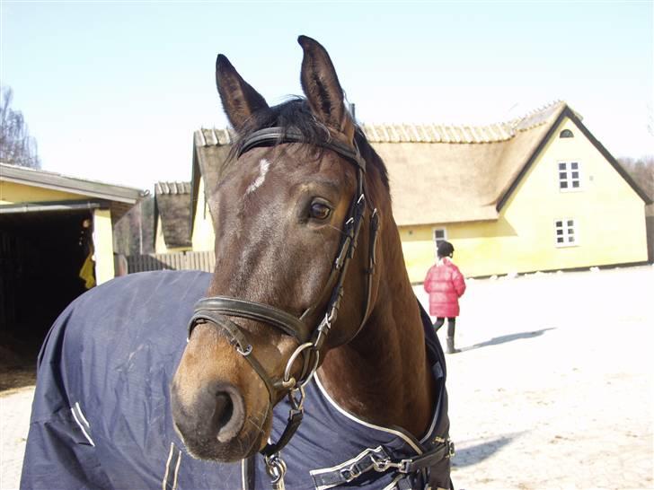 Anden særlig race Platinico billede 10